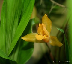 Lycaste