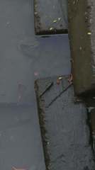 Periophthalmus modestus