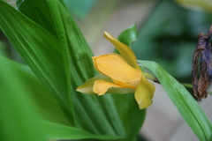 Lycaste