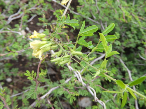 Image of Nissolia platycalyx by (c) Leticia Jiménez Hernández, some rights reserved (CC BY-SA)