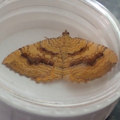 Camptogramma bilineata