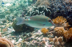Lethrinus erythropterus