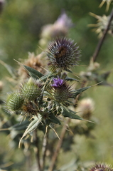 Cirsium laniflorum
