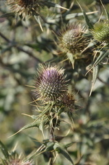 Cirsium laniflorum