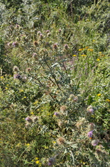 Cirsium laniflorum