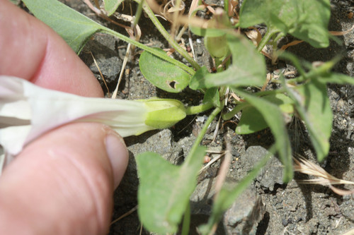 Hill morning glory