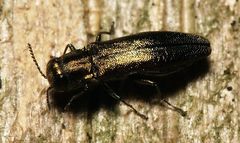 Agrilus olivicolor