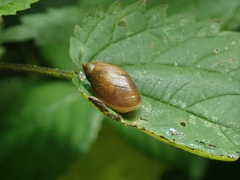 Succinea putris