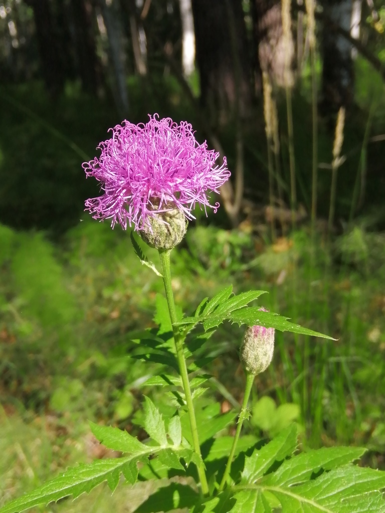 Saw-worts