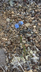 Myosotis asiatica
