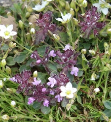 Thymus praecox polytrichus