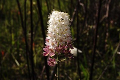 Stenanthium densum image