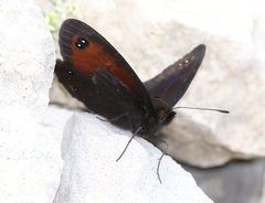 Erebia styx