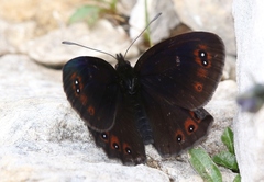 Erebia styx