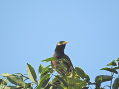 Acridotheres tristis