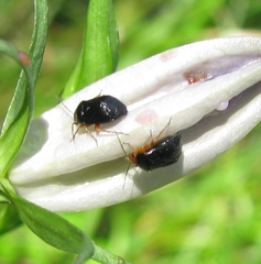Strongylocoris leucocephalus