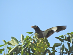 Acridotheres tristis