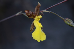 Oncidium graminifolium