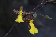 Oncidium graminifolium
