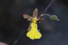 Oncidium graminifolium