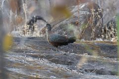 Galloperdix lunulata