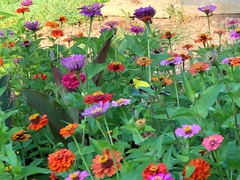 Spinus tristis tristis