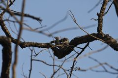 Leiopicus mahrattensis