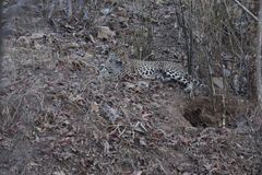 Panthera pardus fusca