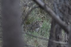 Panthera pardus fusca