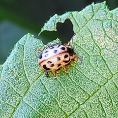 Chrysomela mainensis