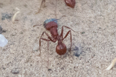 Pogonomyrmex occidentalis