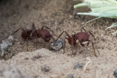 Pogonomyrmex occidentalis