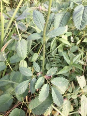 Sanguisorba stipulata