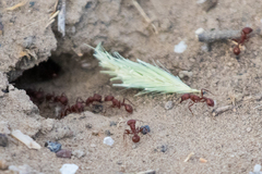 Pogonomyrmex occidentalis