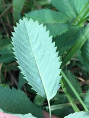 Sanguisorba stipulata
