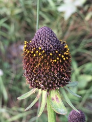 Rudbeckia occidentalis
