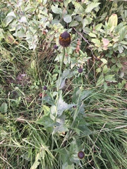 Rudbeckia occidentalis