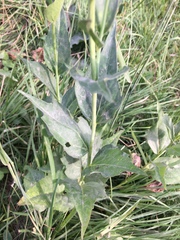 Rudbeckia occidentalis