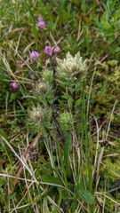Castilleja parviflora albida