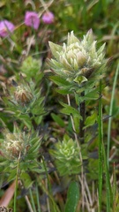 Castilleja parviflora albida