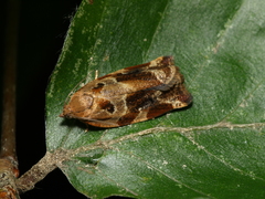 Archips xylosteana
