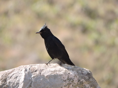 Knipolegus lophotes