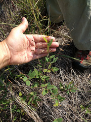 Desmodium psilophyllum