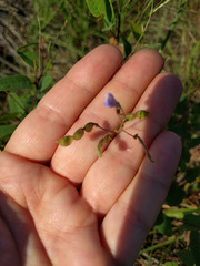 Desmodium psilophyllum