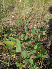 Desmodium psilophyllum