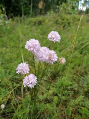 Armeria maritima sibirica
