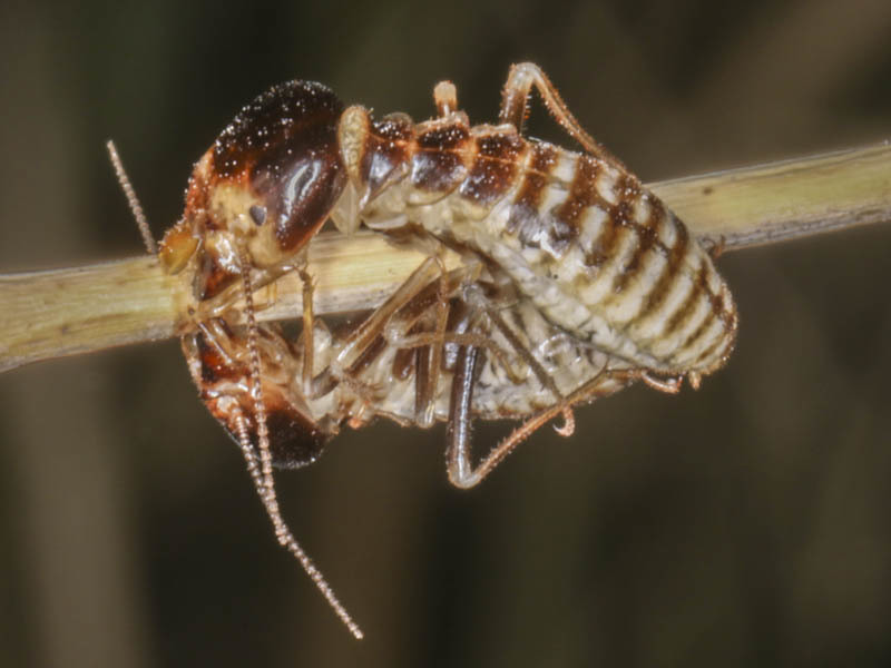 Hodotermes