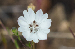 Blepharipappus scaber