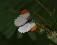 Colotis aurora