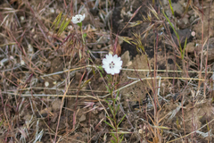 Blepharipappus scaber